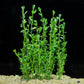 Bacopa monnieri