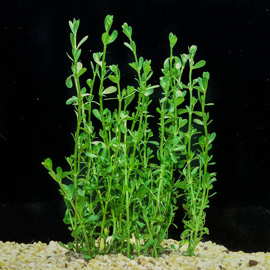 Bacopa monnieri