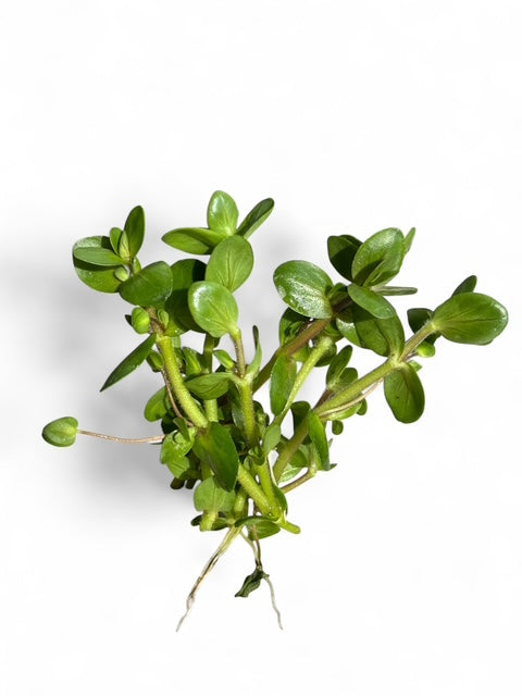 Bacopa salzmanni purple