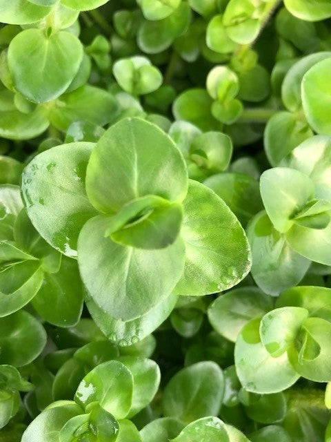 Bacopa caroliniana
