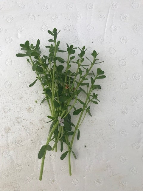 Bacopa monnieri