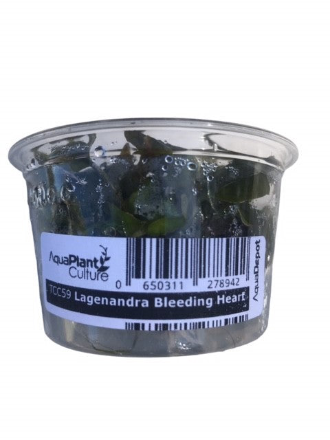 Tissue Culture Cup Laganendra meeboldii 'bleeding heart'