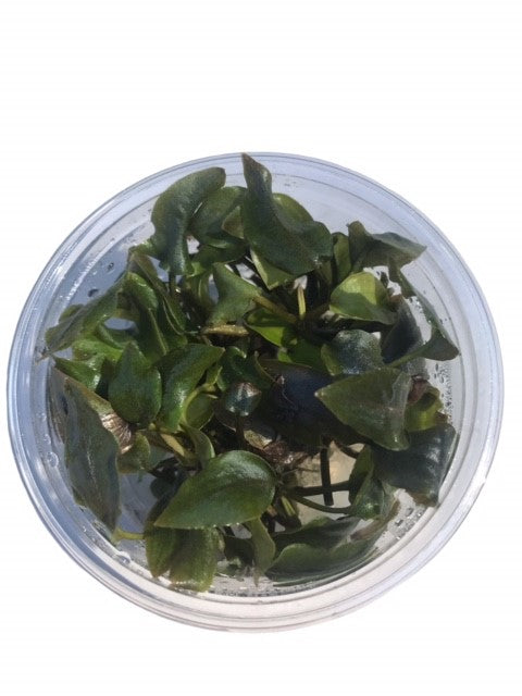 Tissue Culture Cup Laganendra meeboldii 'bleeding heart'