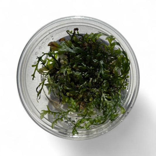 Tissue Culture Cup Bolbitis heudelotti