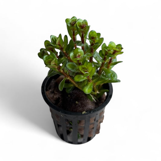 Rotala indica bonsai