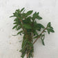 Ludwigia Brevipes