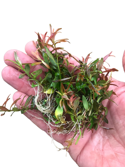 Ludwigia Brevipes