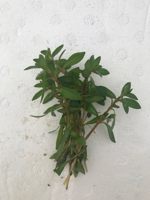 Ludwigia Brevipes