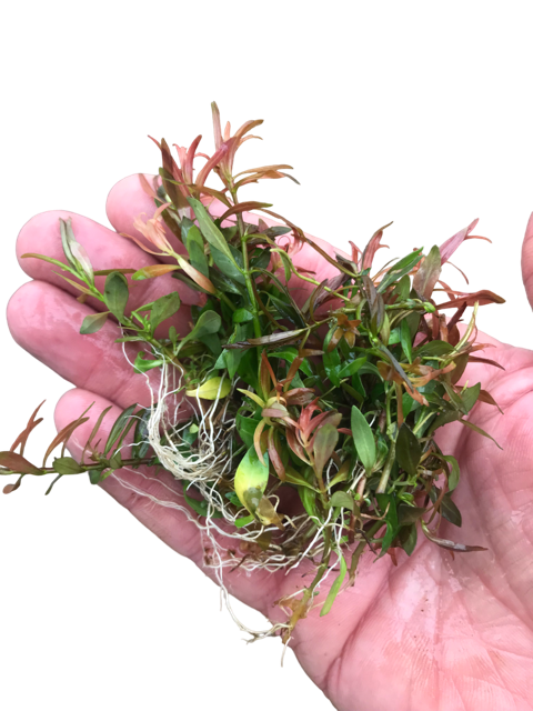 Ludwigia Brevipes