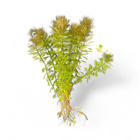 Myriophyllum sp. Roraimi Bronze Milfoil