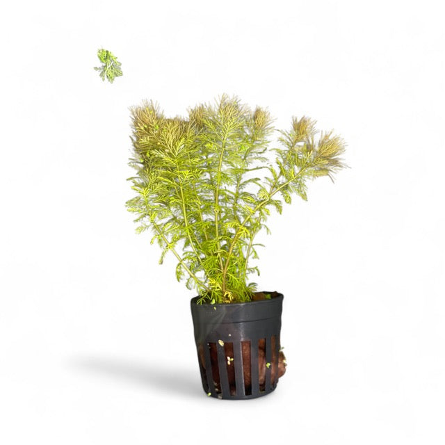 Myriophyllum sp. Roraimi Bronze Milfoil