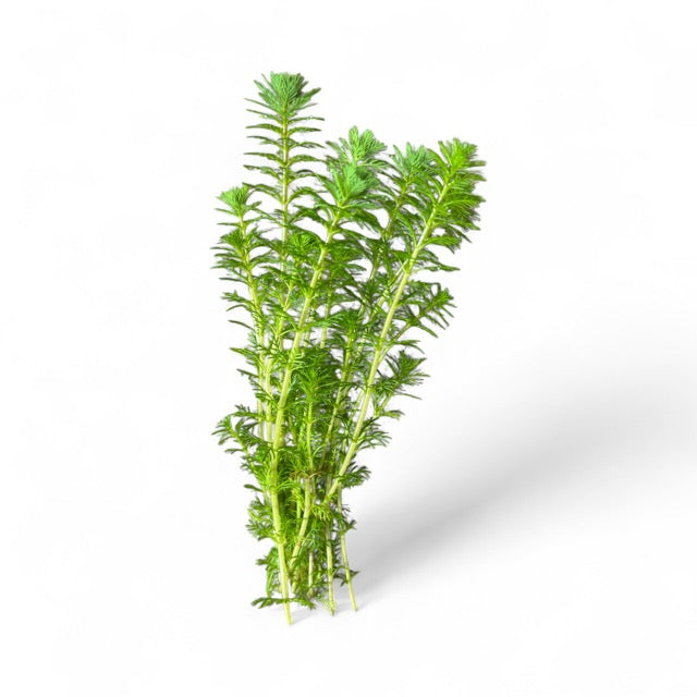 Myriophyllum sp. Roraimi Bronze Milfoil