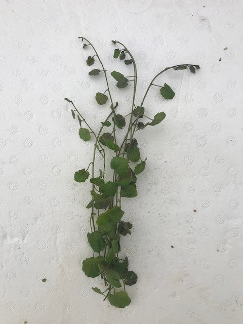 Cardamine lyrata