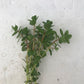 Rotala Colorata