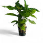 Hygrophila costata