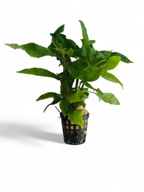Hygrophila costata
