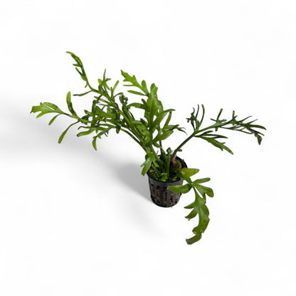 Ceratopteris cornuta Sprite Course