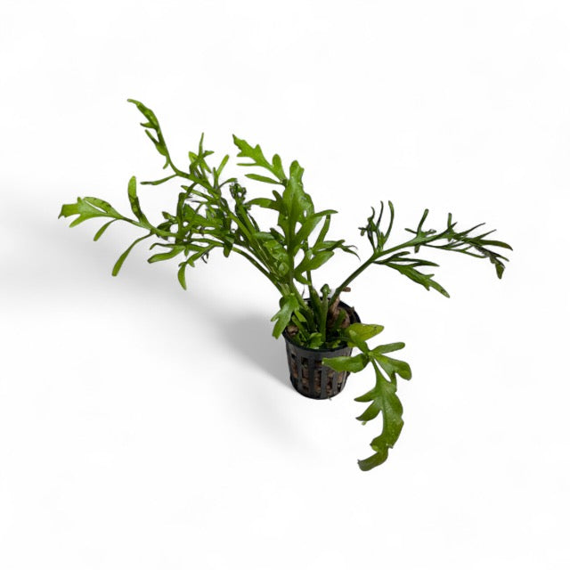 Ceratopteris cornuta Sprite Course