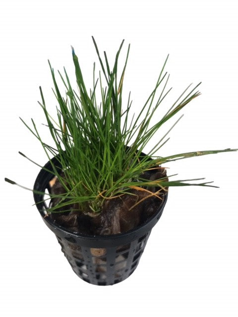 Eleocharis acicularis Hairgrass
