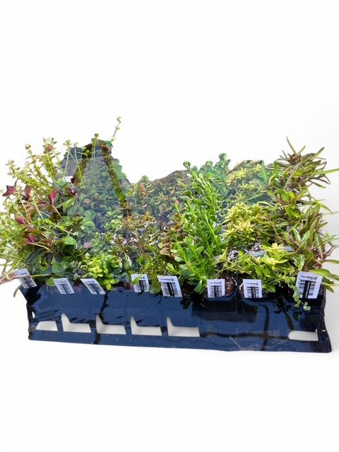 ** EZ ORDER A ** (emersed pots x 40)