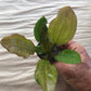 Echinodorus sp. "AC Sunrise"