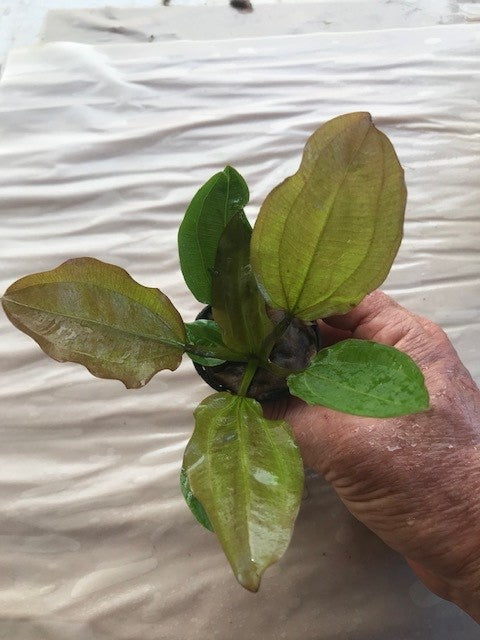 Echinodorus sp. "AC Sunrise"