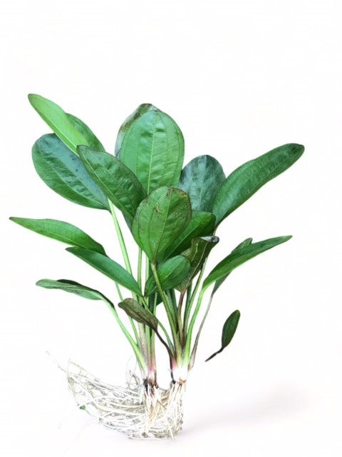 Echinodorus reni