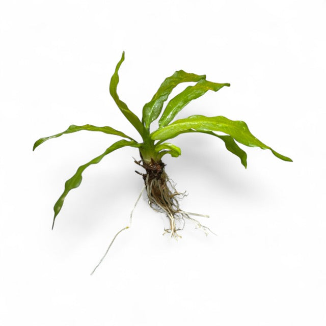 Echinodorus Major/Martii