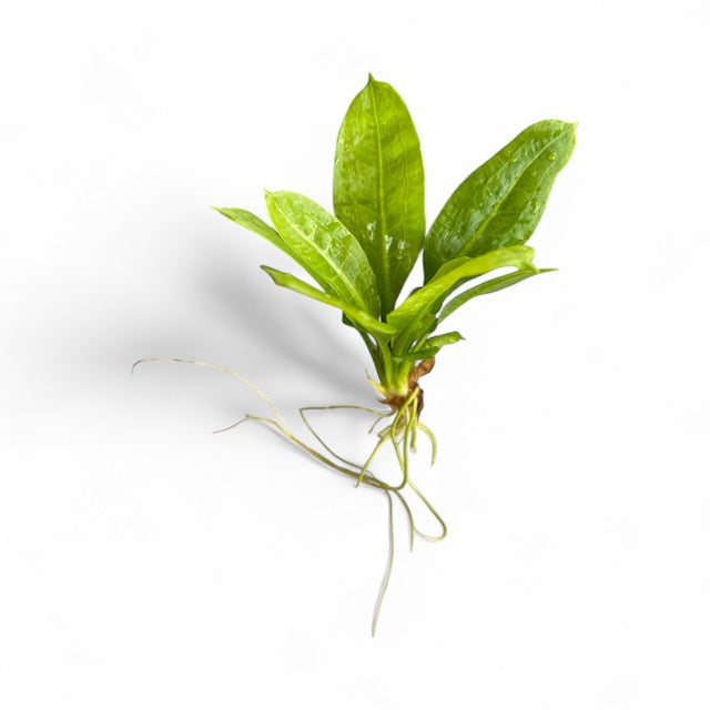 Echinodorus parviflorus tropica