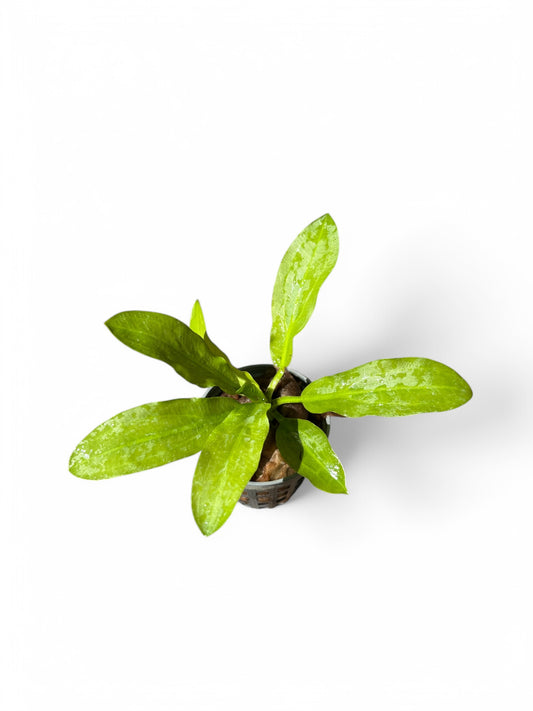 Echinodorus Major/Martii