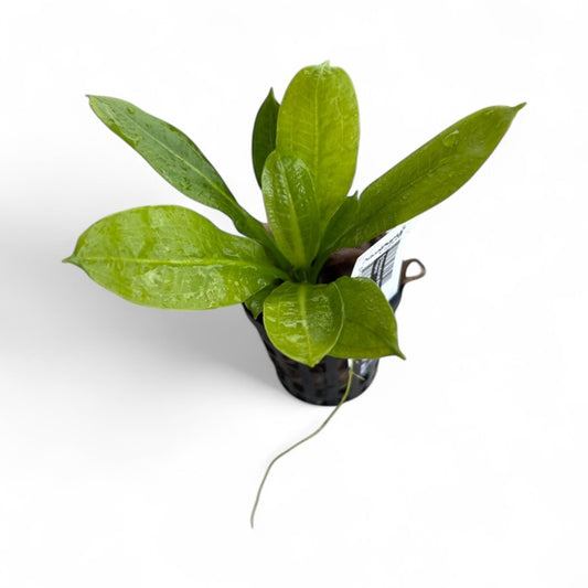 Echinodorus parviflorus tropica