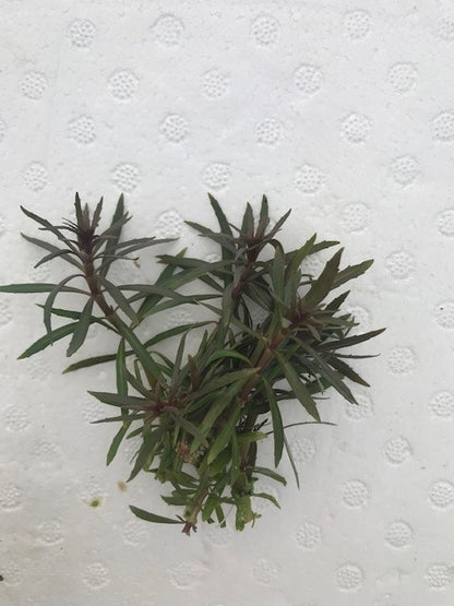 Eustralis stellata