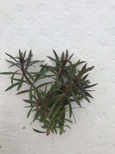 Eustralis stellata