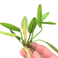 Echinodorus fancy twist