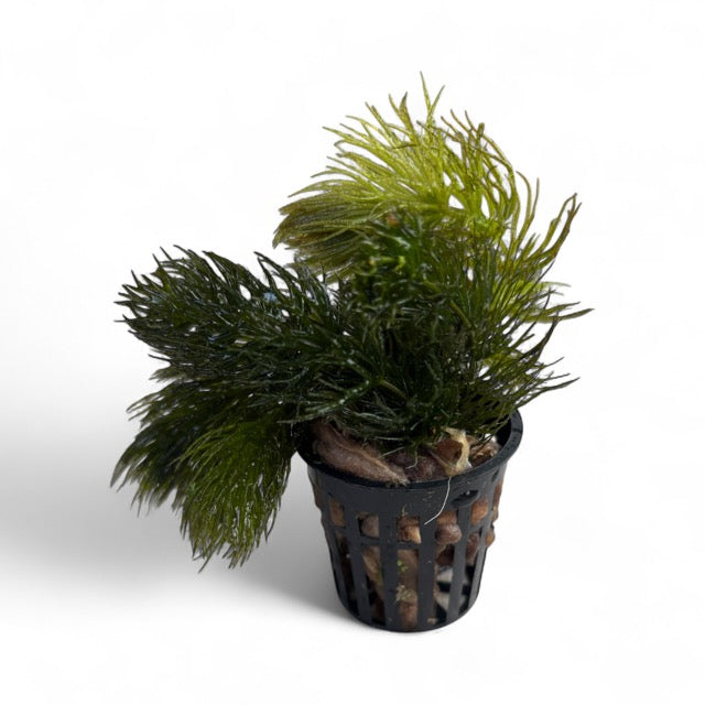 Ceratophyllum demersum (Foxtail)