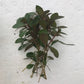 Ludwigia repens ‘Rubin’