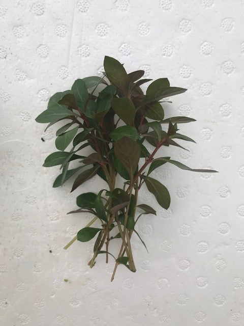 Ludwigia repens ‘Rubin’