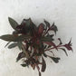 Ludwigia glandulosa