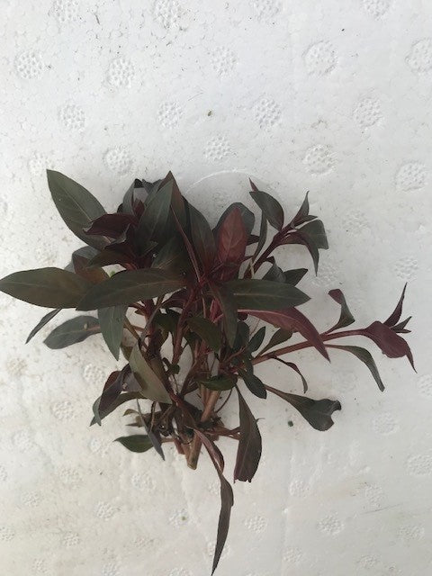 Ludwigia glandulosa