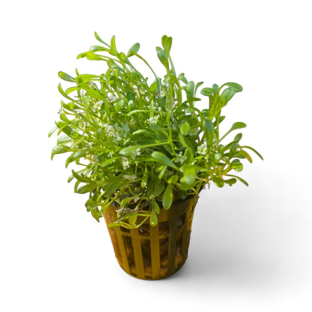 Glossostigma elatinoides