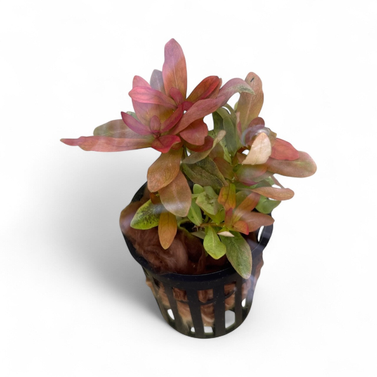 Ammania gracilis ‘Rose Leaf’