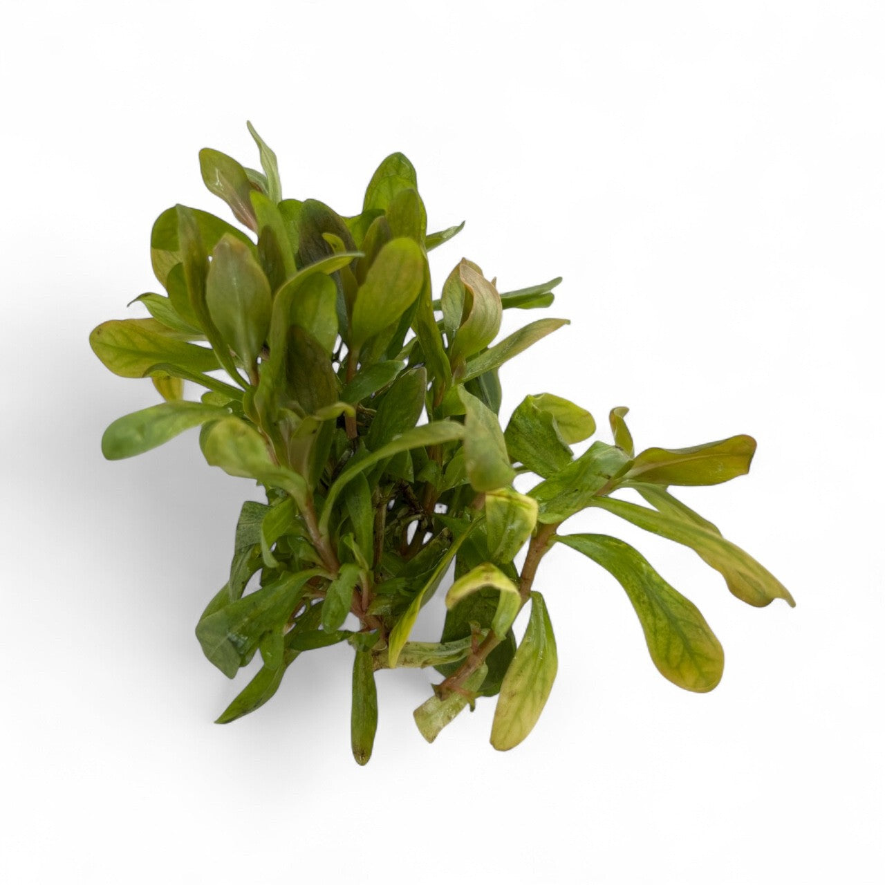 Ammania gracilis ‘Rose Leaf’