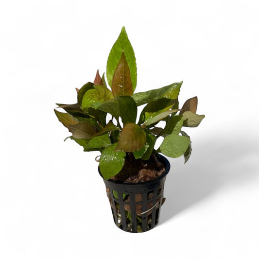 Nomaphilia corymbosa green temple