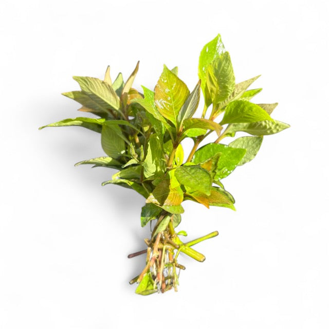 Nomaphilia corymbosa green temple