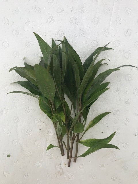 Nomaphila Stricta