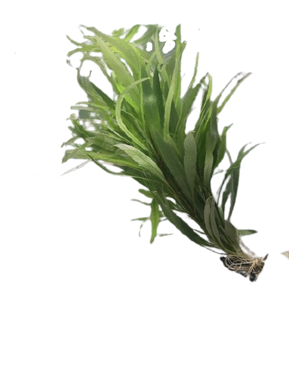 Hygrophilia salici (Willow leaf)