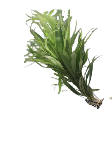 Hygrophilia salici (Willow leaf)