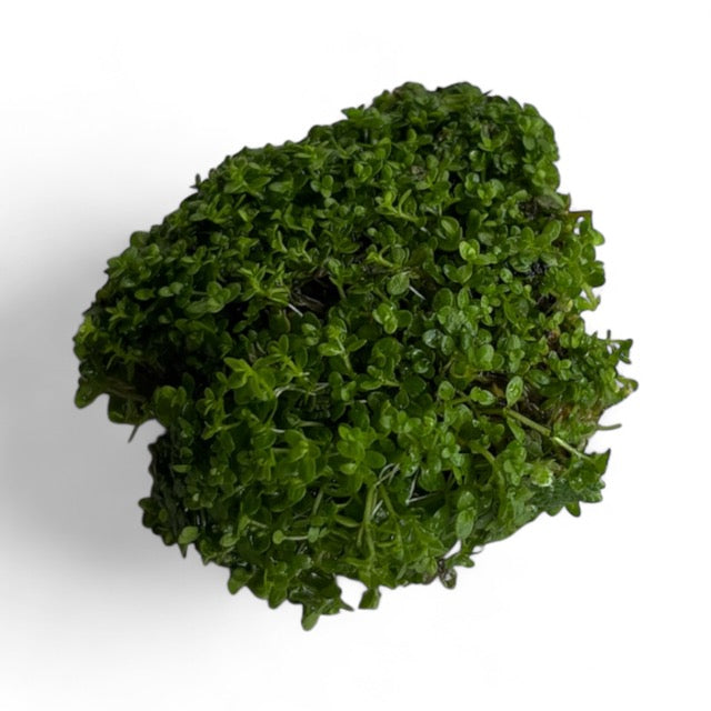 Hemianthus callitrichoides "HC"