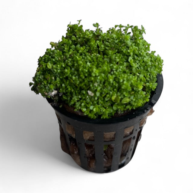 Hemianthus callitrichoides "HC"