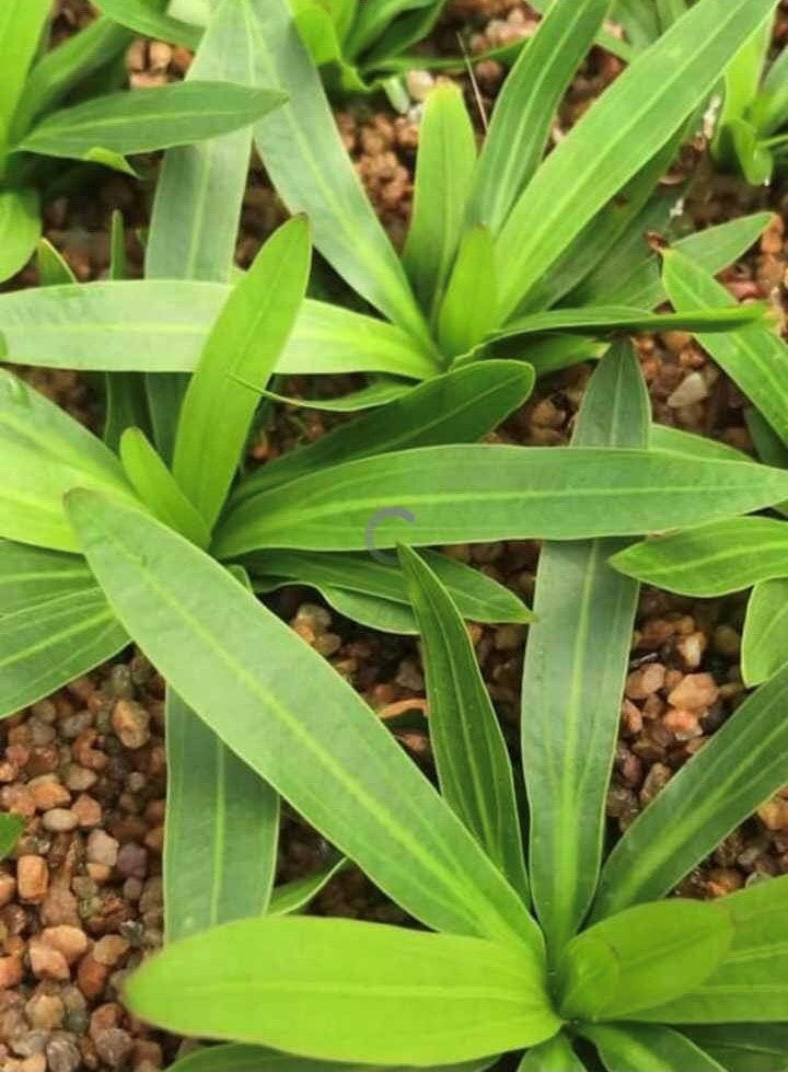 Echinodorus horemanii Green Horemanii